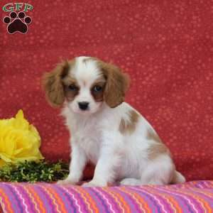 Vanilla, Cavalier King Charles Spaniel Puppy
